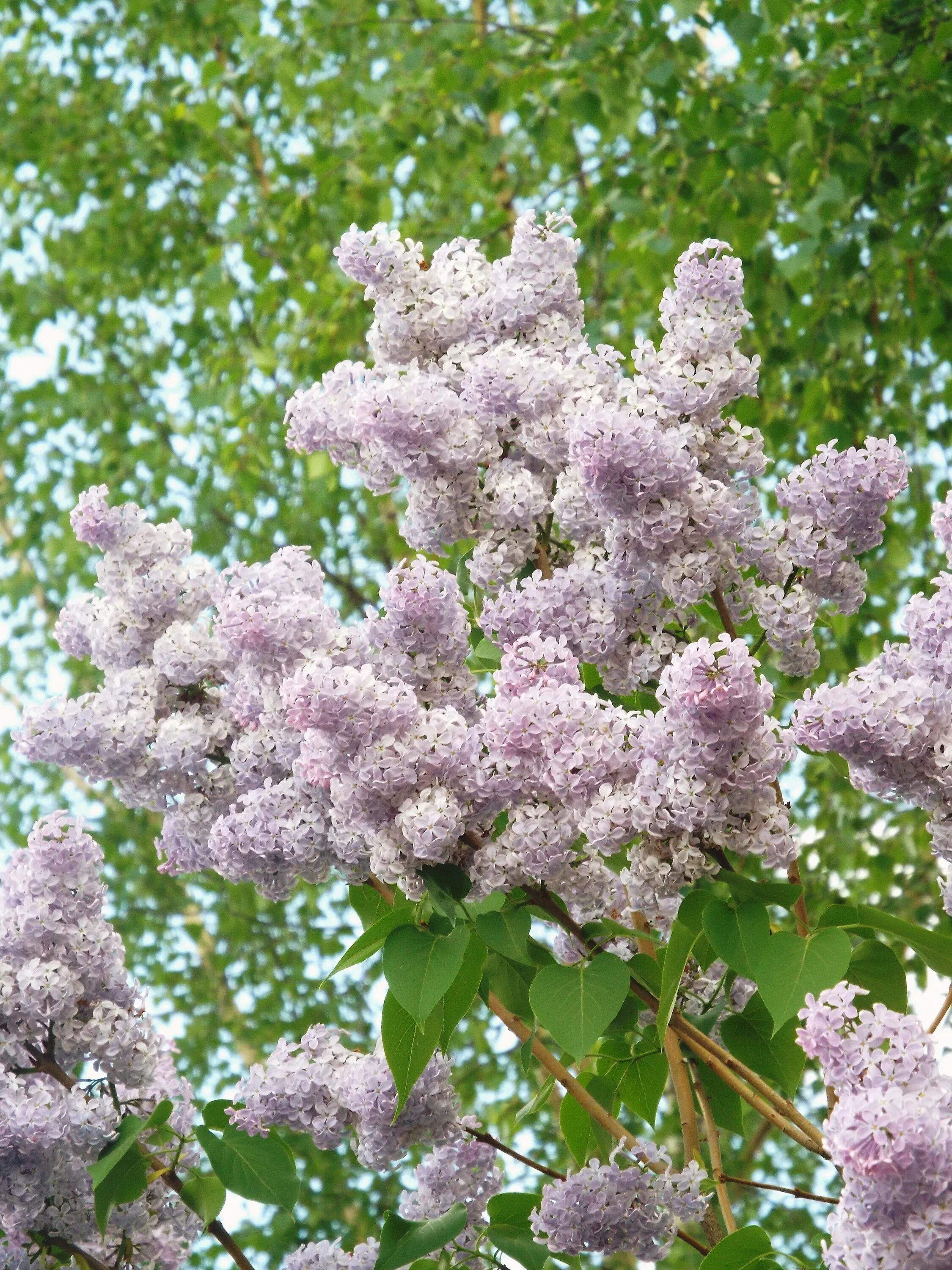 Сирень обыкновенная Жемчужина (Syringa). Сирень пушистенькая. Сирень жемчужина