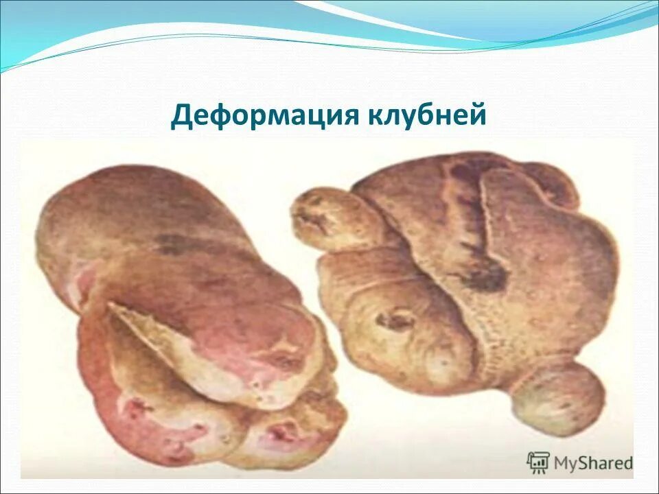 почему картошка сладкая растет в америке. зеленые клубни картофеля. подготовка клубней картофеля к посадке. почему картофель становится сладким. посадочная картошка.