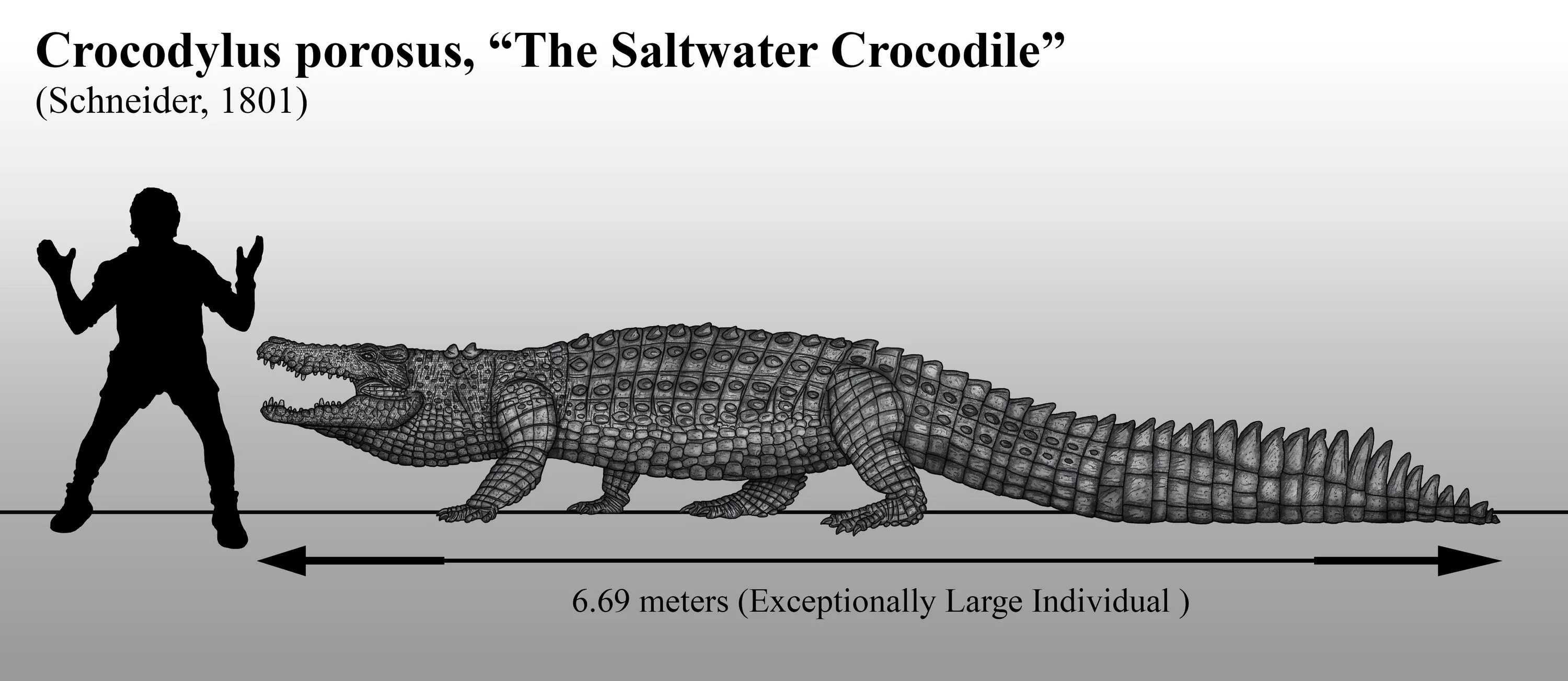 A crocodile is longer than a