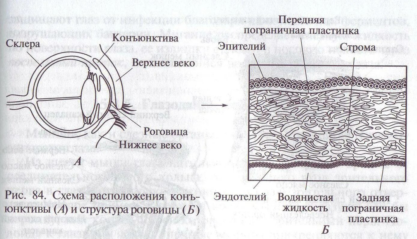 Эпителий роговицы гистология. Строение роговицы гистология. Многослойный эпителий роговицы глаза. Строение эпителия роговицы. Роговица образована