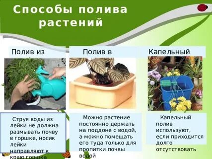 Полила цветы как пишется