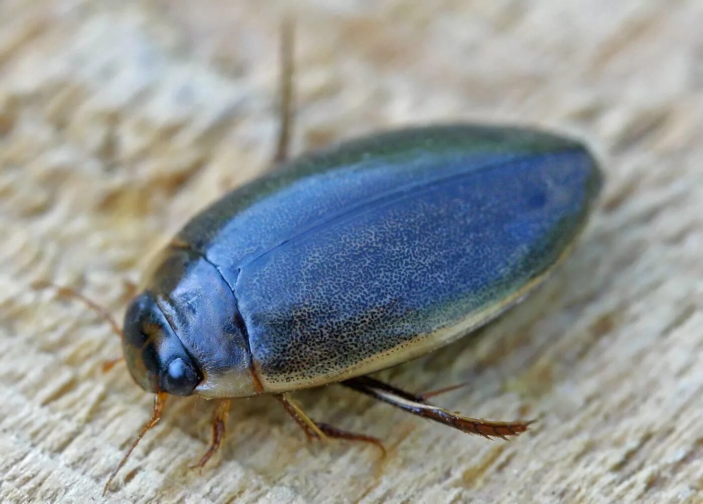 File:Lucanus-cervus-femininum-top.jpg - Wikimedia Commons