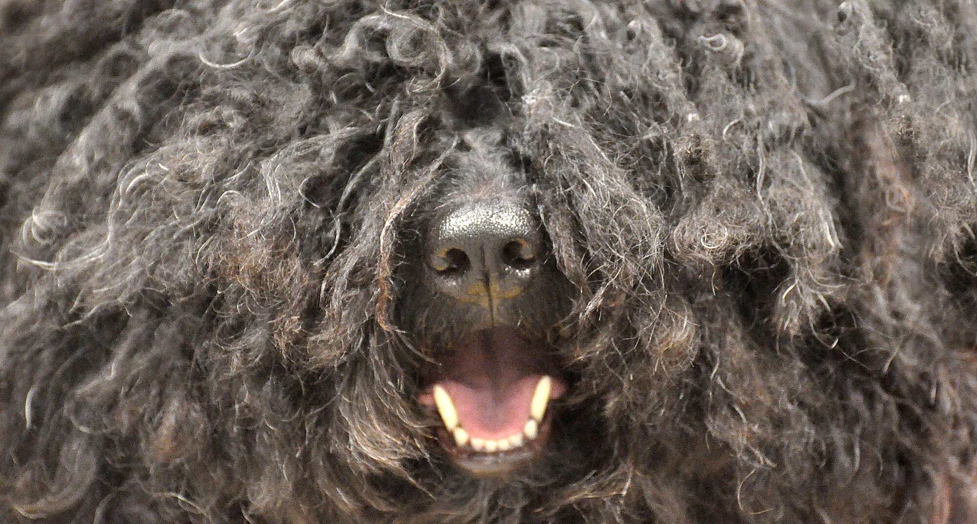 Собака комондор венгерская овчарка. Командор венгерская овчарка черная. Венгерская овчарка командор. Света хэйри. Венгерская пастушья овчарка.