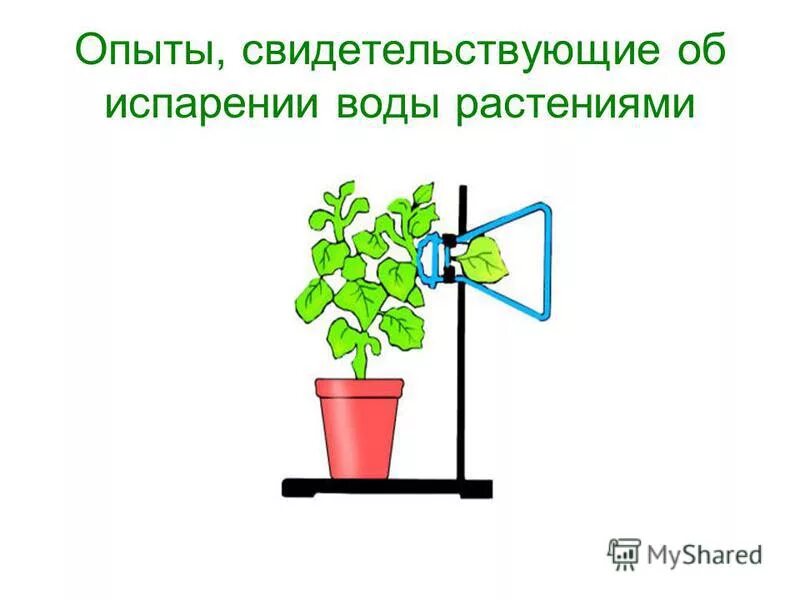 Опыт испарение воды транспирация. Опыт доказывающий испарение воды растениями. Эксперимент испарение воды листьями. Опыт испарение воды листьями.