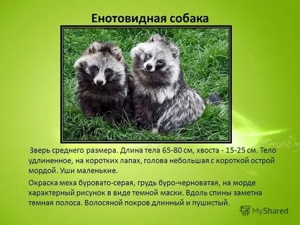 Енотовидная собака развитие с метаморфозом