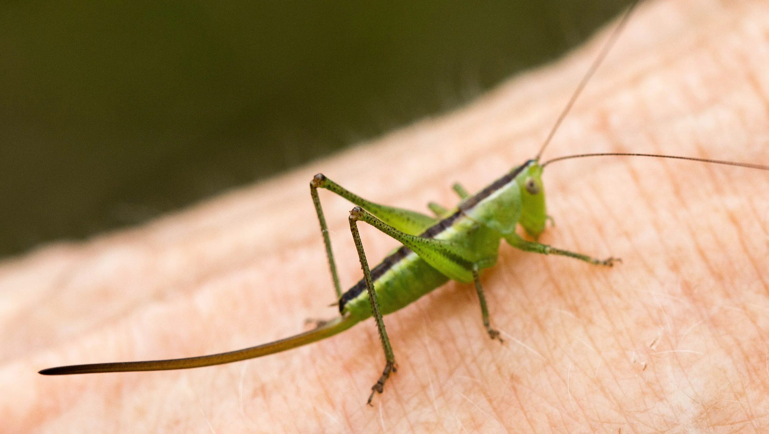 Кузнечик зеленый (tettigonia viridissima). Яйцеклад кузнечика. Сверчок домовый прямокрылые. Саранча меченосец. Жало у кузнечика.
