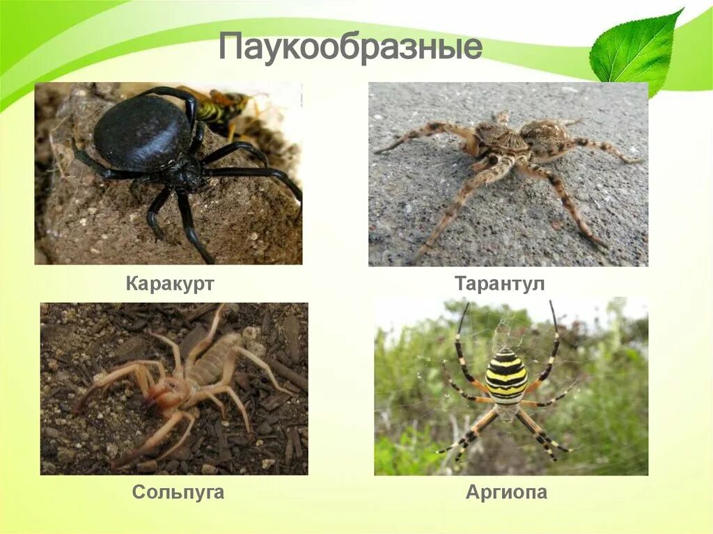 Класс паукообразные отряды. Название паукообразных животных. Паукообразные представители. Класс паукоообразныепредставители. Животные относящиеся к классу паукообразные.