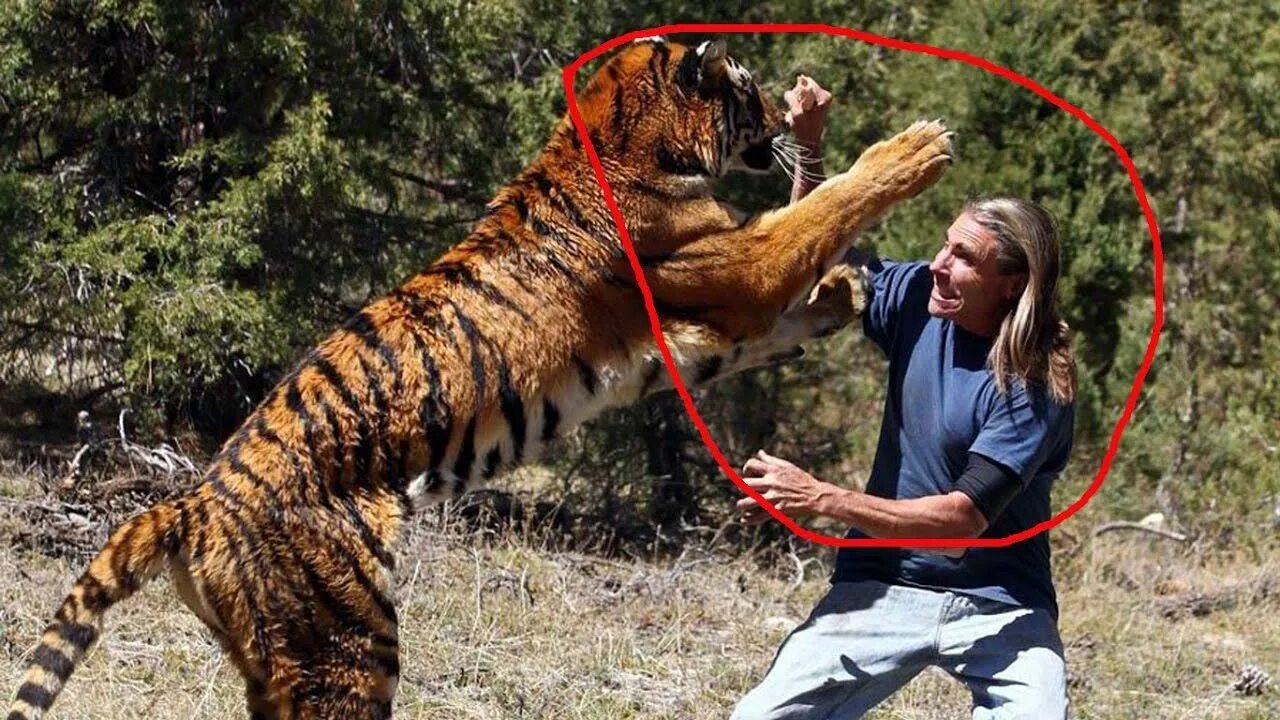 Нападение животных на людей. Опасный тигр. Тигр дружит с человеком. Тигр опасен для человека. Тигр опасен для человека.