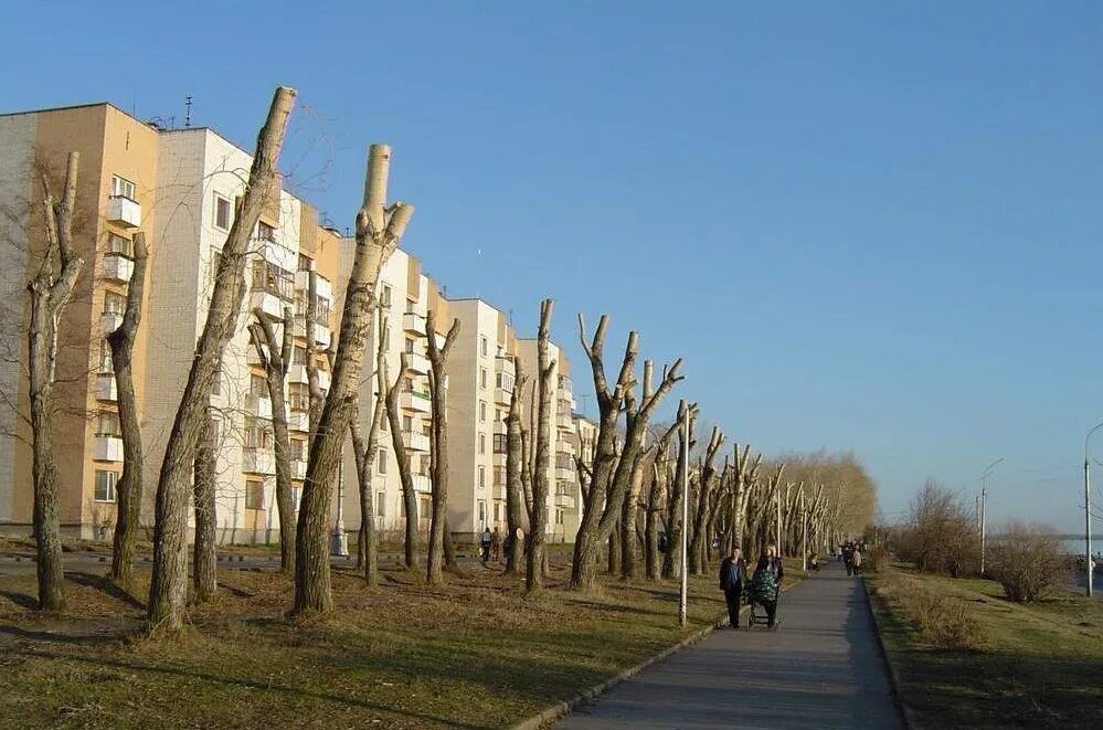 Тополь белый пирамидальный. Тополь кипарисовидный. Тополь советский пирамидальный. Тополь максимовича фото. Тополь в д.