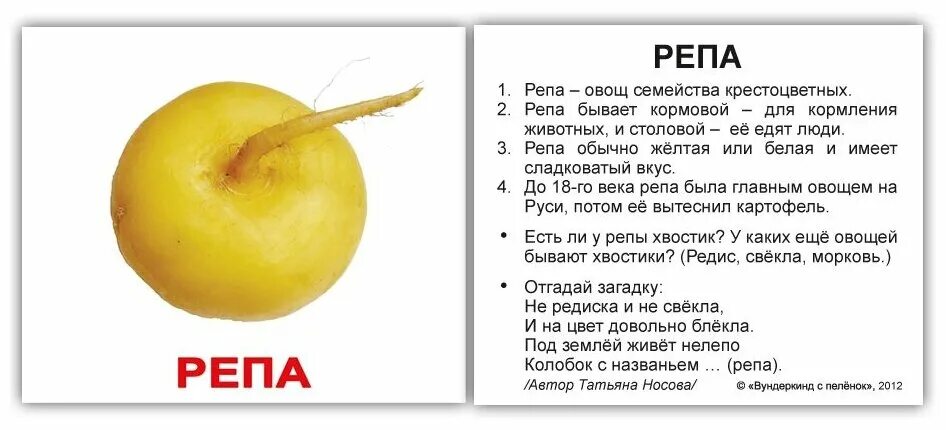 Репа 3.3 5