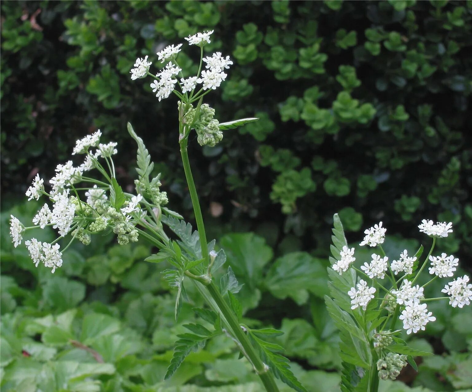 Купырь лесной. Луговой кервель. Лабазник вязолистный (filipendula ulmaria). Растение с маленькими желтыми цветочками. Рута гравеоленс.