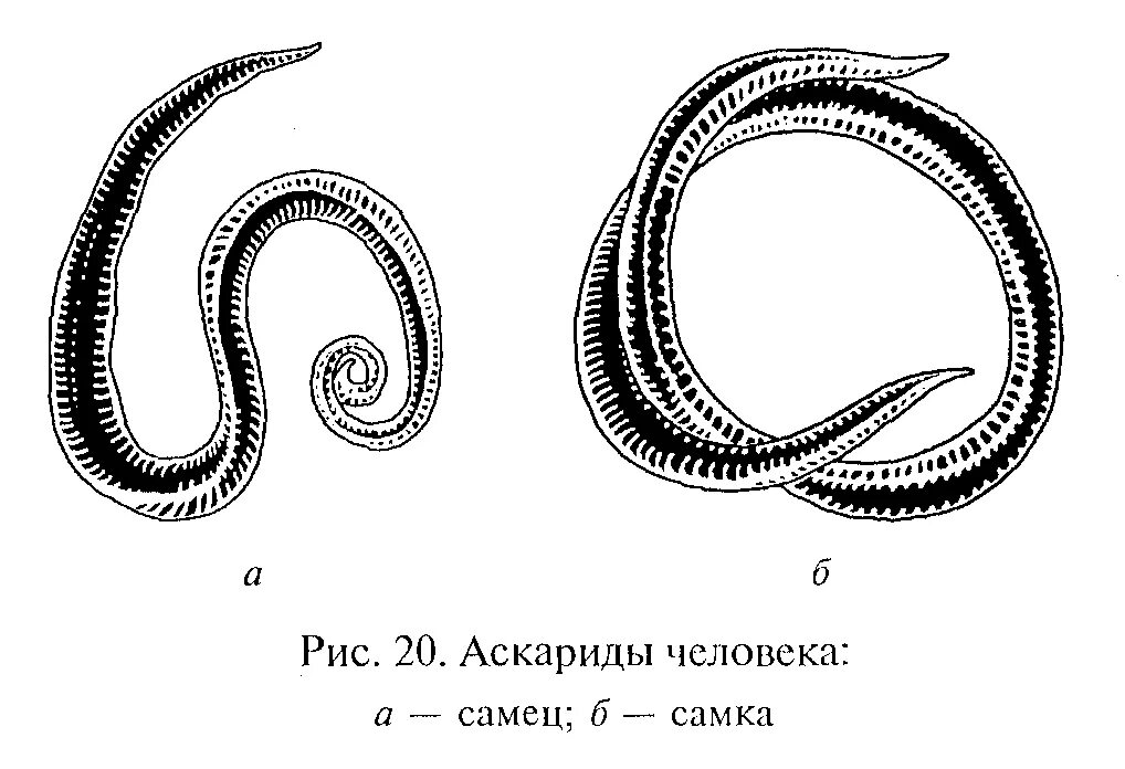 Человеческая аскарида круглый червь. Внешний вид самки и самца аскариды. Круглые черви аскарида человеческая. Самка аскариды человеческой. Круглые черви аскарида рисунок.