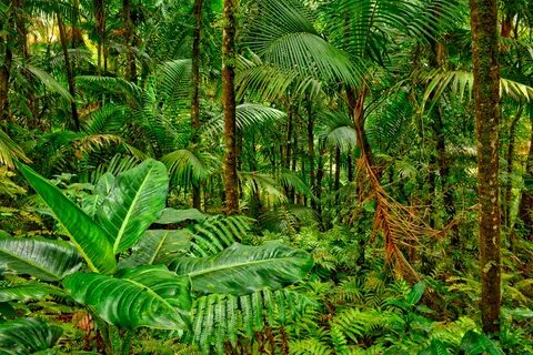 Plantas En La Selva - SEO POSITIVO.