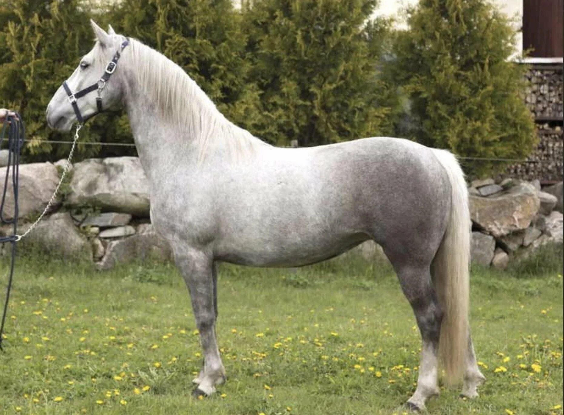 Липицианская лошадь. Лошади липицианской породы. Липиццианская порода лошадей. Липпицианская лошадь. Липициа́нская порода лошадей.