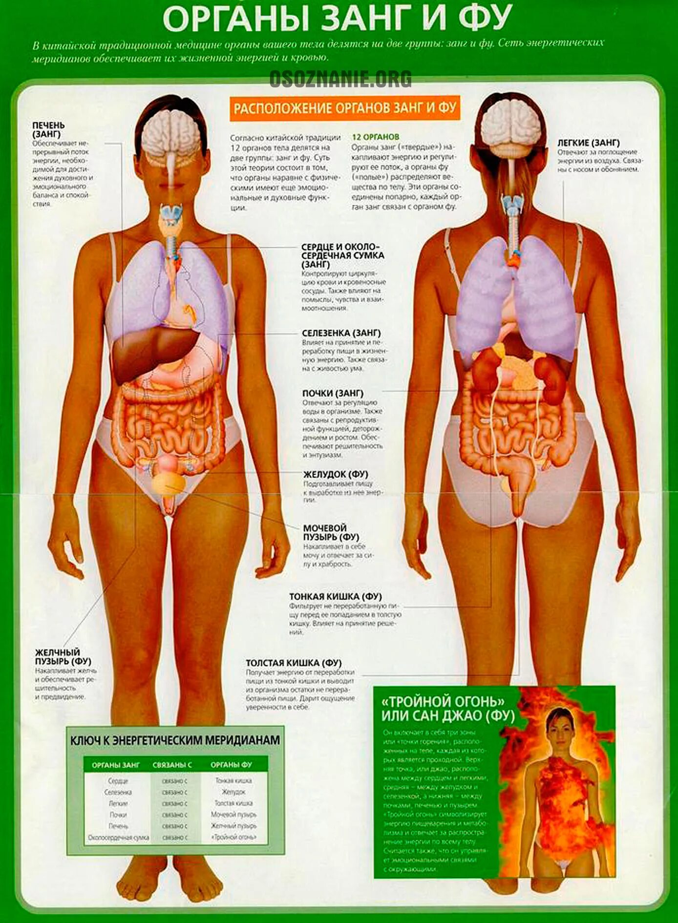 Китайская медицина органы. Энергетические меридианы человека китайская медицина. Каналы органов в китайской медицине. Внутренние органы человека. Каналы меридианы в теле человека.