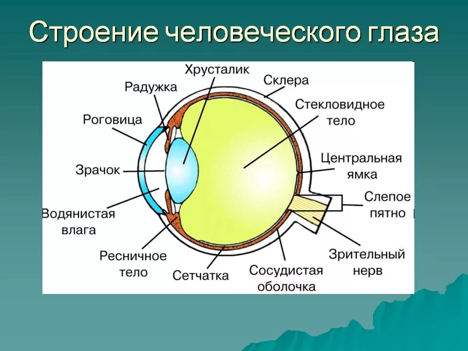 Внутреннее строение глаза человека схема. Строение глаза вид спереди. Зрительный анализатор строение органа зрения. Внутренне строение глаза. Фокусировка лучей света на внутренней