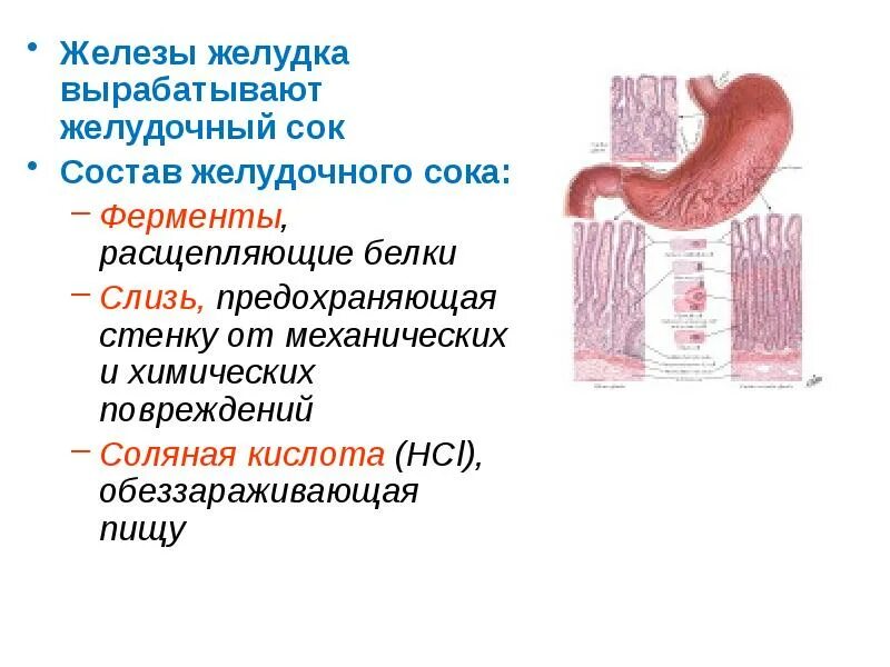 Железы, вырабатывающие кишечный сок. Секреторные клетки слизистой желудка. Состав желудочного сока анатомия. Железы и состав пищеварительного сока желудка.