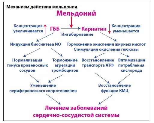 Действие милдроната на организм человека. Механизм действия мельдония. Милдронат действие на организм. Милдронат побочка противопоказания. Милдронат действие на организм.
