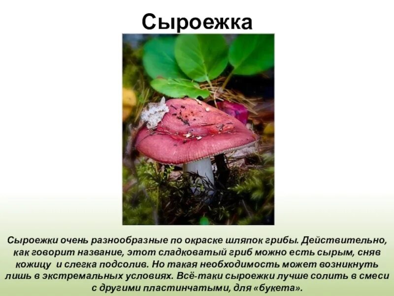 Сыроежка сообщение. Доклад про гриб сыроежка. сыроежка описание. сыроежка презентация. сообщение по биологии про грибы.