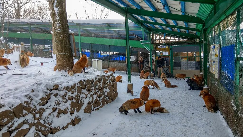 Лисья ферма Новосибирск. Лисья ферма в Подмосковье. Ферма лисичек. Лисьи фермы в России. Ферма лисов