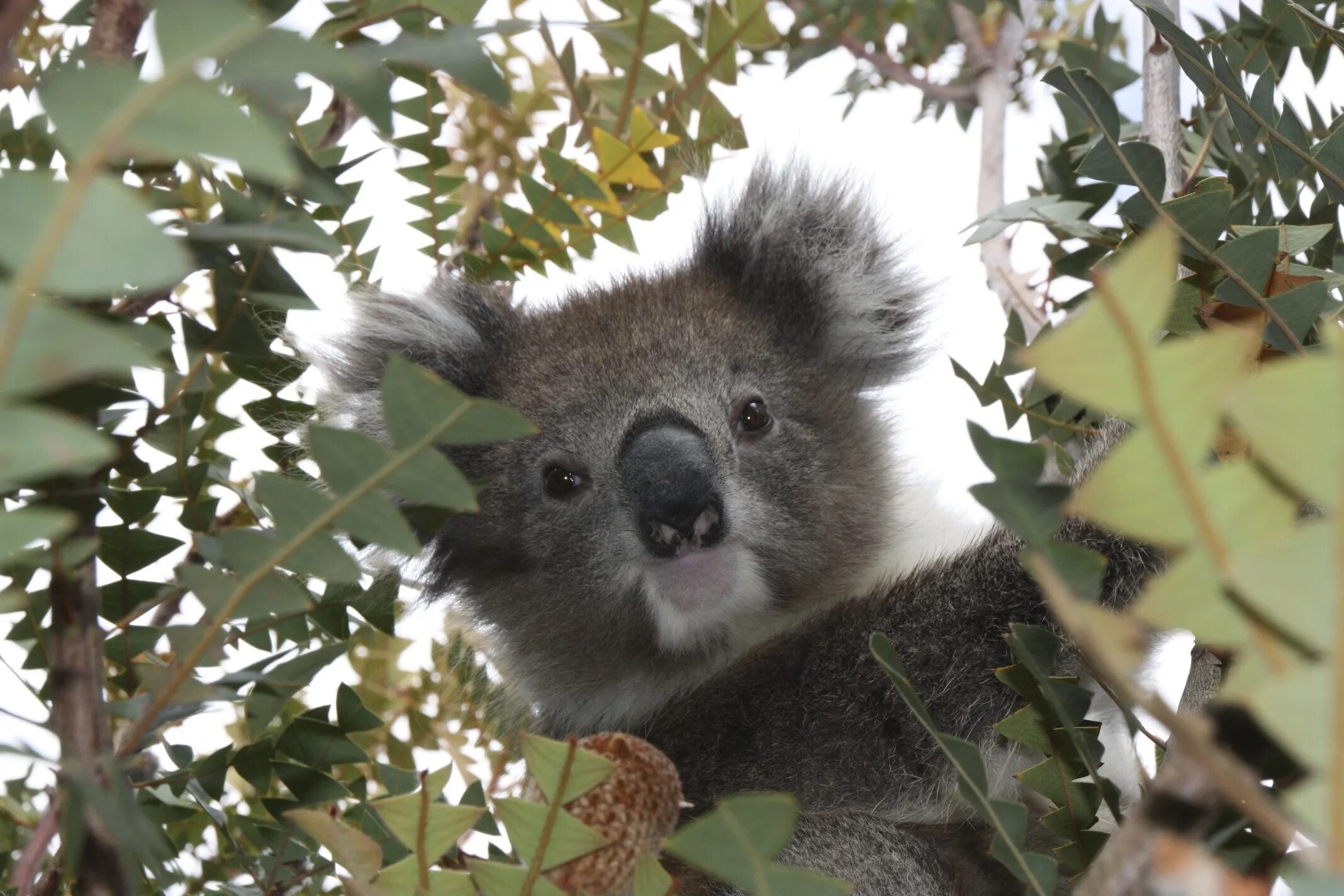 Коала. Млекопитающие коала. Australia Koala. Коала фото.