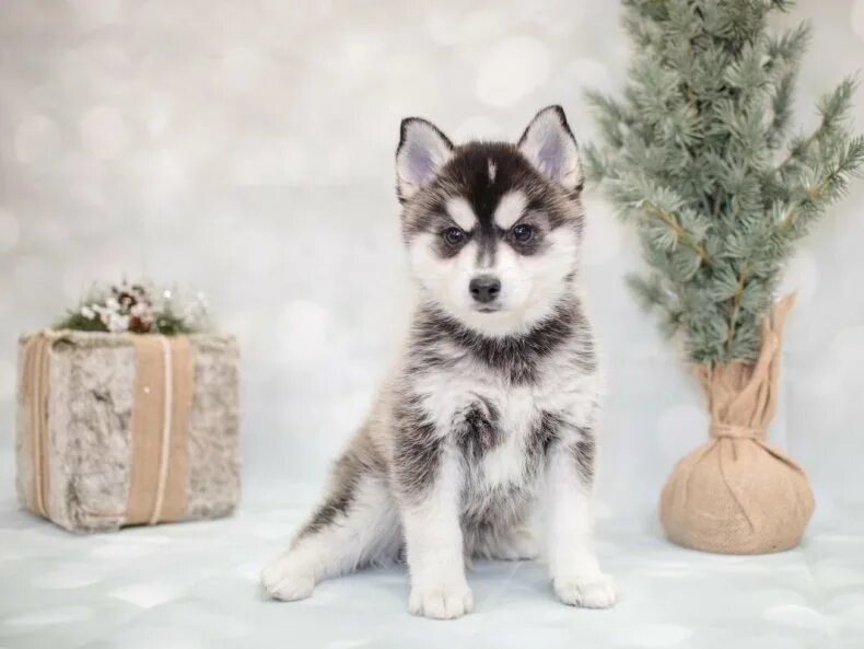 Alaskan Klee Kai. Купить мини хаску