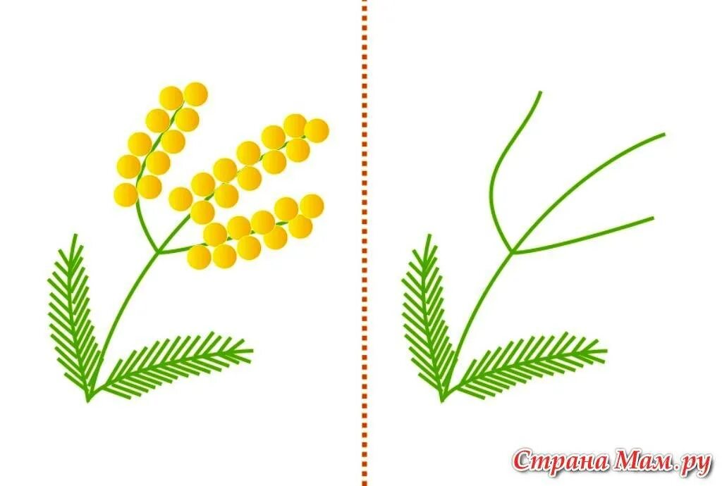 Рисование мимоза в младшей группе ватными палочками. Веточка мимозы ватными палочками. Мимоза ватными палочками. Ветка мимозы ватными палочками. Ветка мимозы заготовка.