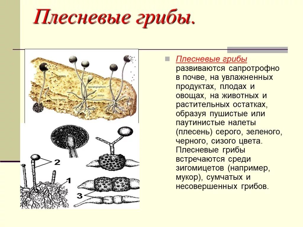 Презентация плесневые грибы 7 класс биология. Плесневые грибы строение 6 класс. Плесневые грибы доклад биология 6 класс. Плесневелые грибы 5 класс биология. Доклад о плесневых грибах 5 класс биология.