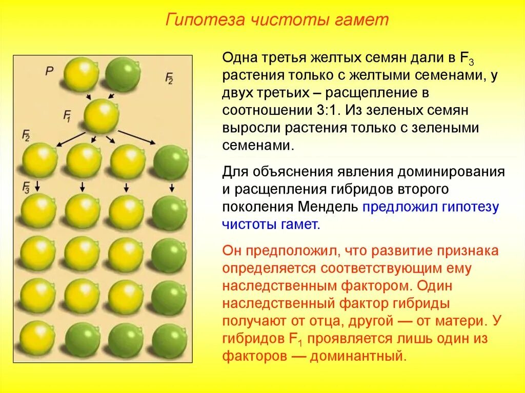 Наследственный фактор менделя. Законы Менделя закон чистоты гамет. Закон чистоты гамет 1 закон Менделя. Законы Менделя генетика. Закон гипотезы чистоты гамет.