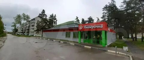 Осаново дубовое