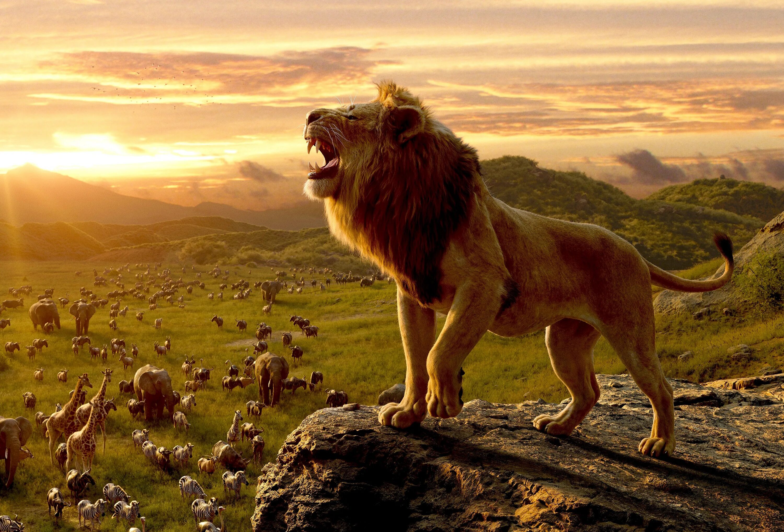 Львы в саванне. Лев лежит вид сзади. Симба и муфаса. Лев на склоне. Король лев саванна.