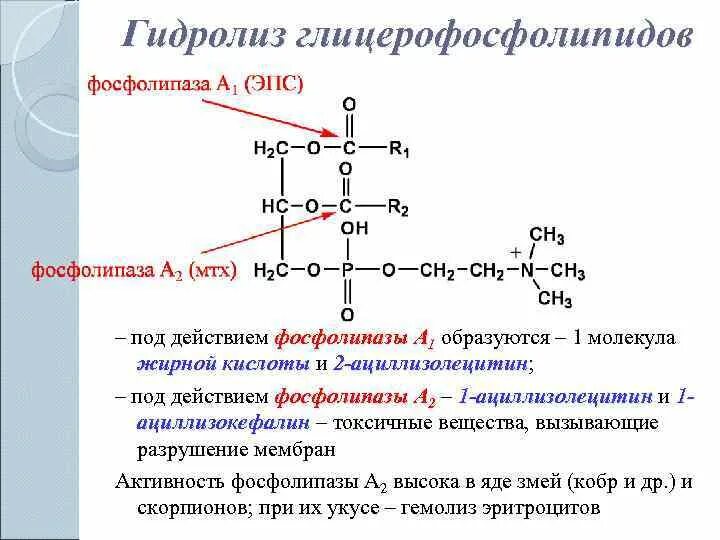 Синтез липидов мембраны. Гидролиз фосфолипидов фосфолипазой а2. Фосфатидилхолин + фосфолипаза а1. Лецитин фосфолипаза а1 фосфолипаза а2. Цитоплазматические фосфолипазы.