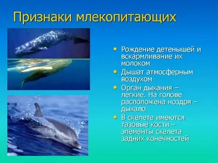 Млекопитающие это к