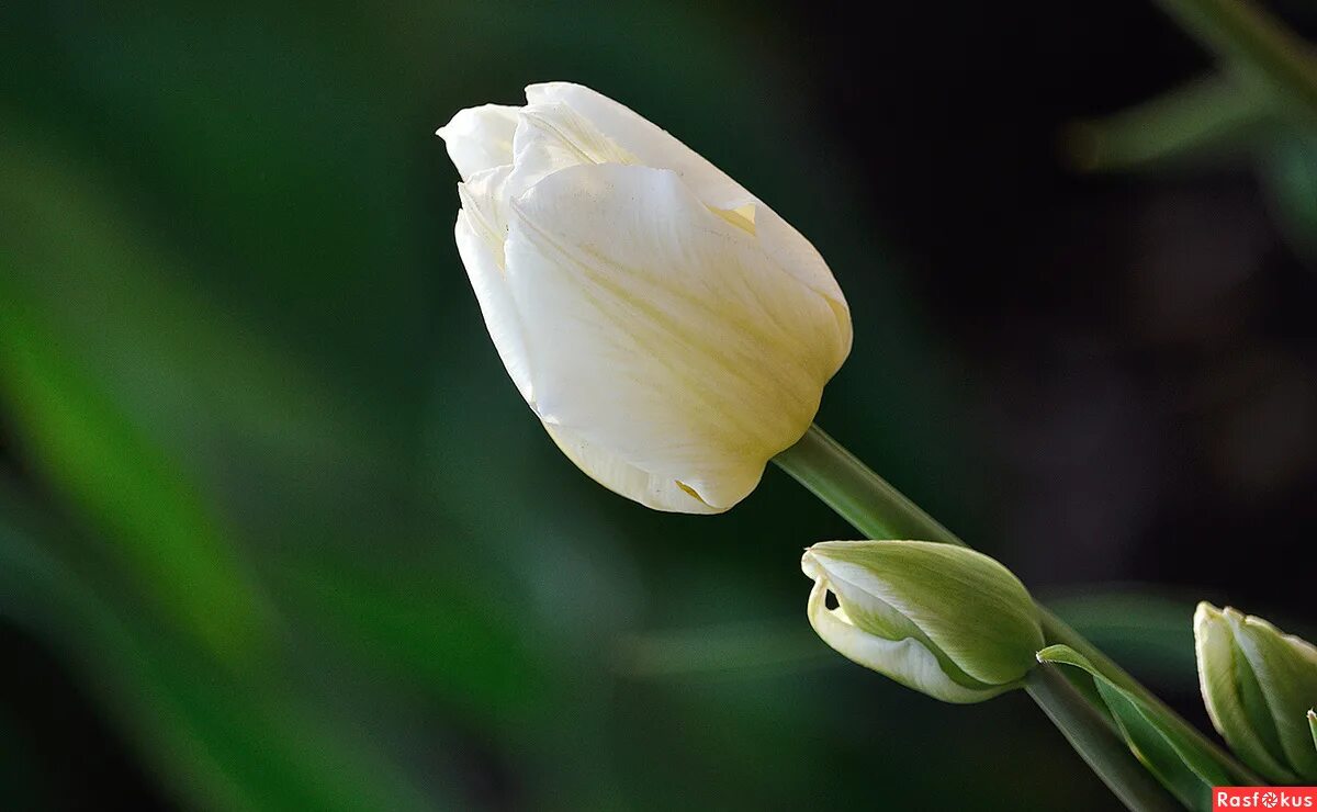 Тюльпан cream perfection. Сине оранжевые цветы. Зурел (zurel тюльпан. Рыжее солнце белый тюльпан фикбук. Цветок красные точки на желтом фоне.