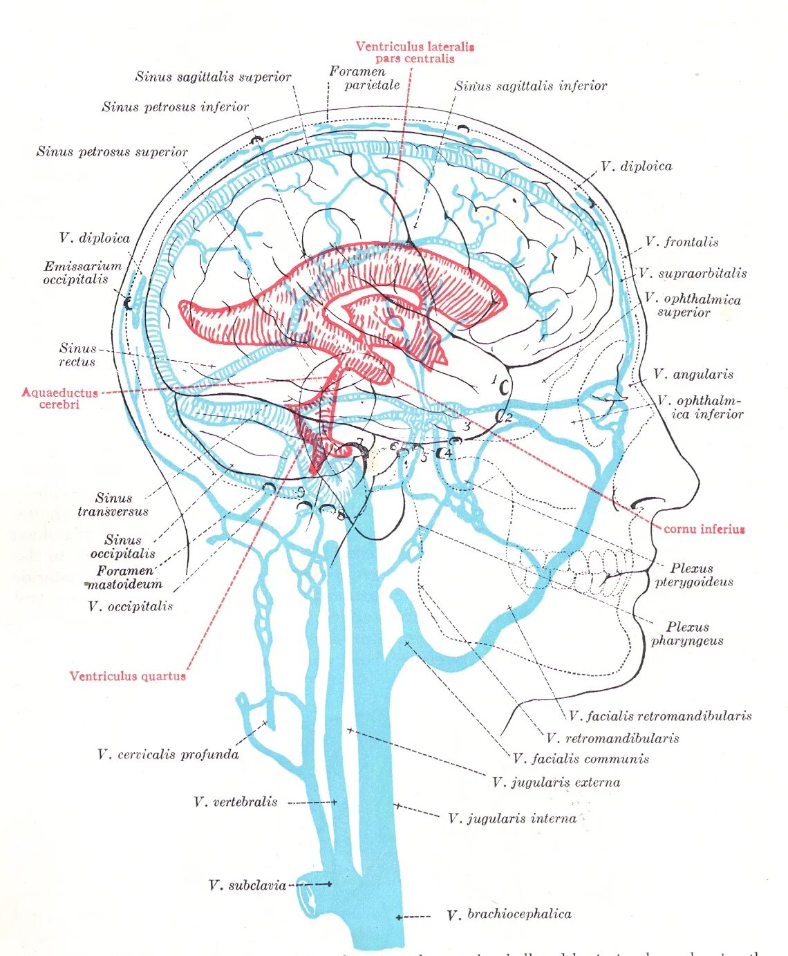 Отток головного мозга. Система синусов головного мозга. Sinus rectus анатомия. Система венозных синусов. Венозная система мозга анатомия.