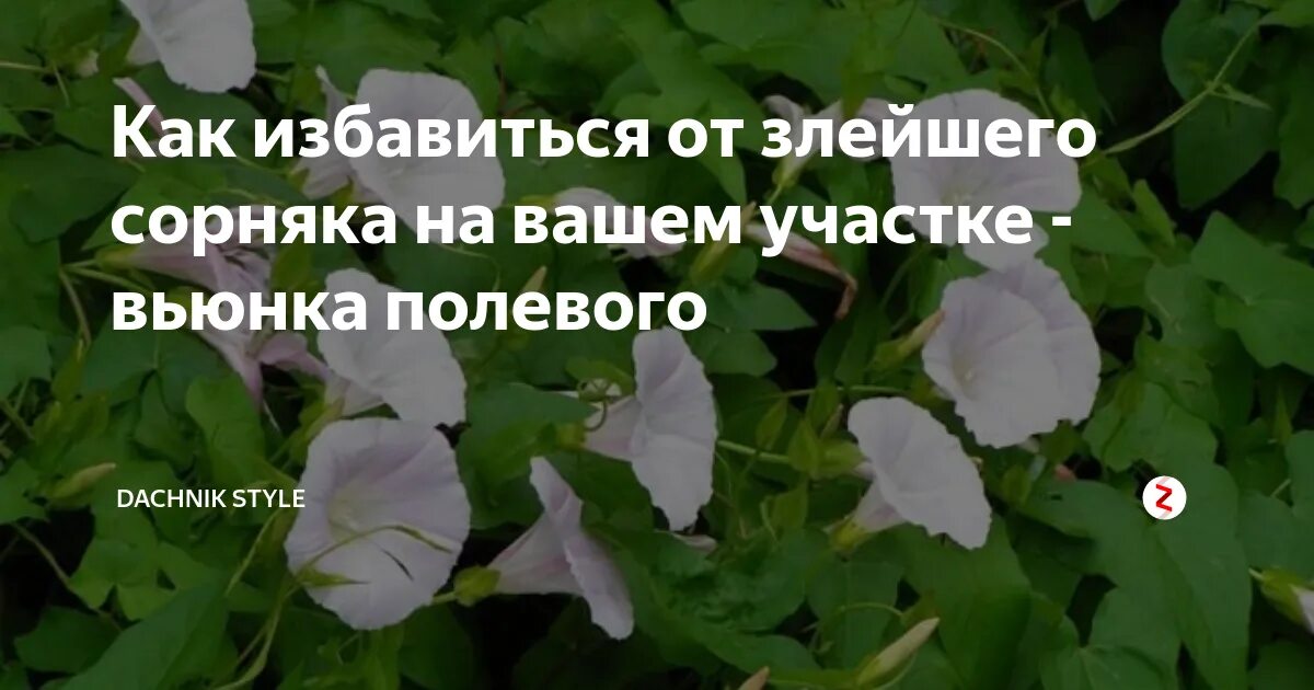 Избавиться от вьюнка навсегда