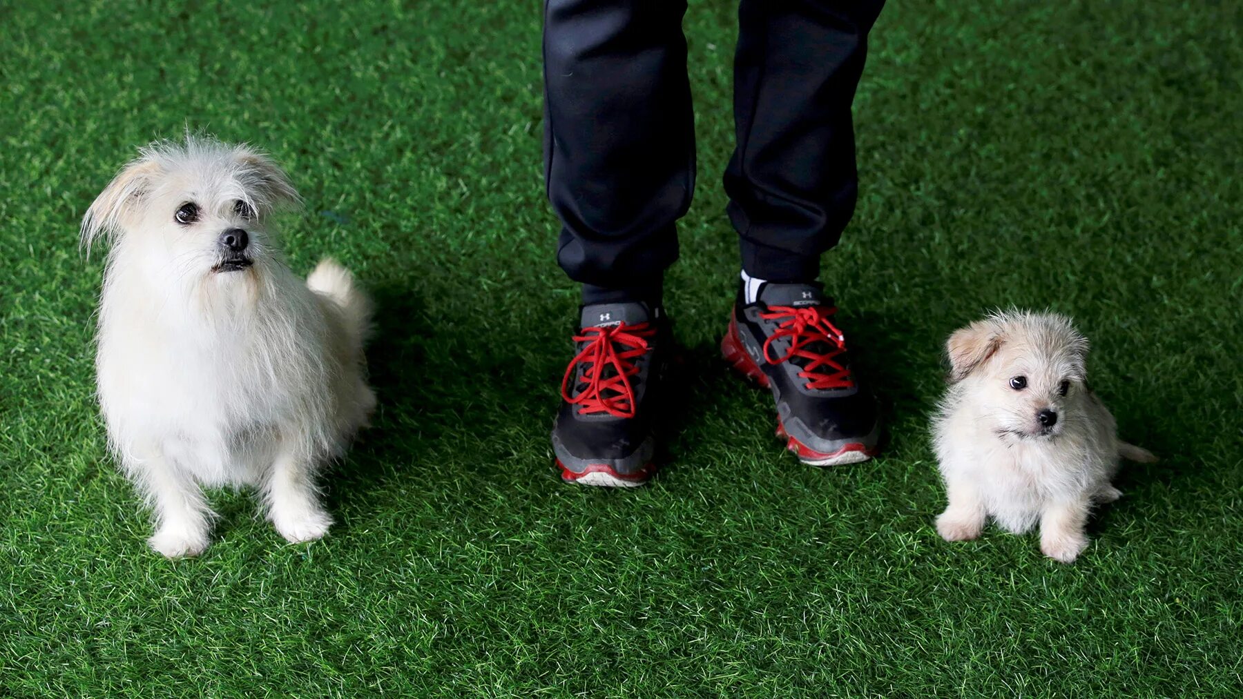 Клонированные собаки. Афганская борзая снаппи клонированная. Клоны собак в корее. Китай клонирует собак. Китай клонирует собак.