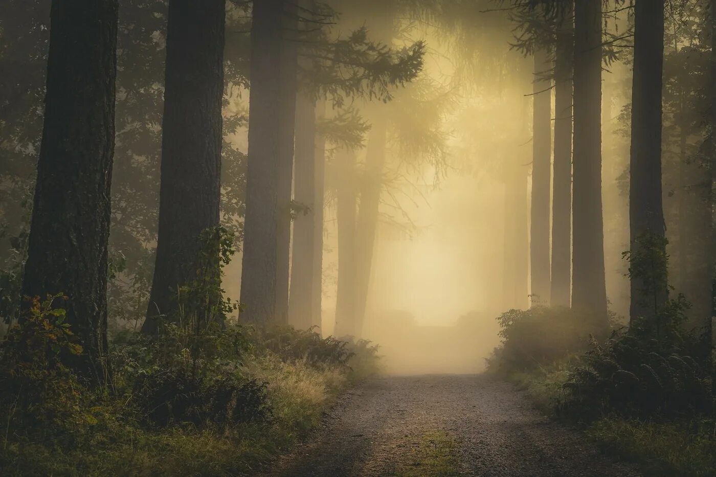 Лес туман лето. Лес в тумане. Утренний туман в лесу. Утренний лес. Туманный рассвет в лесу.