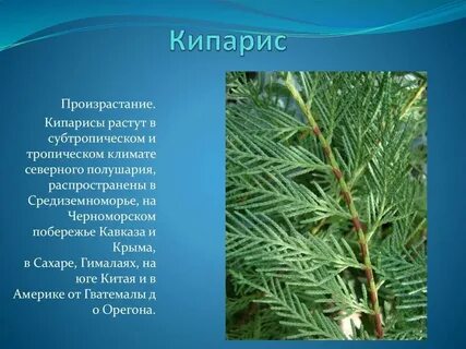 Кипарис описание