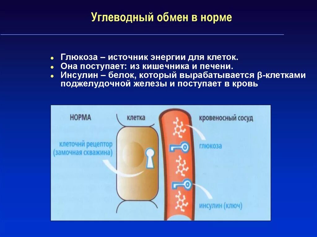 Углеводный обмен. Углеводный обмен в норме. Углеводный обмен в организме человека. Инсулин вырабатывается клетками. Как происходит обмен углеводов