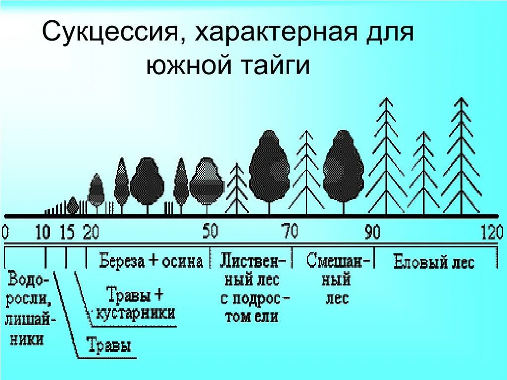 Примерами естественной смены экосистем являются. Этапы смены сукцессий. Возникновение первичной сукцессии. Сукцессия Южной тайги. Первичная экологическая сукцессия.