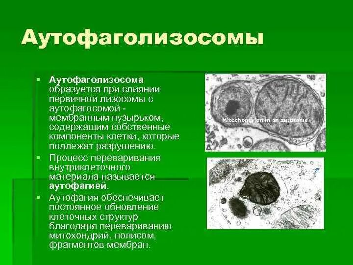 Аутофаголизосомы это. Первичные и вторичные лизосомы. Лизосомы строение и функции. Первичная лизосома.