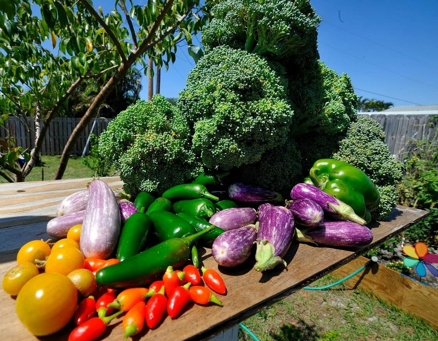 Where vegetables. Овощи на грядке. Сад и огород. Красивые грядки с овощами. Сад с фруктами.