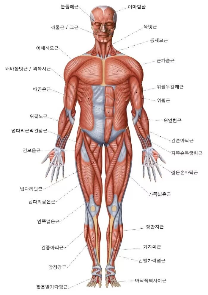 Название частей человека. Части тела человека. Части тела человека названия. Части тела анатомия.