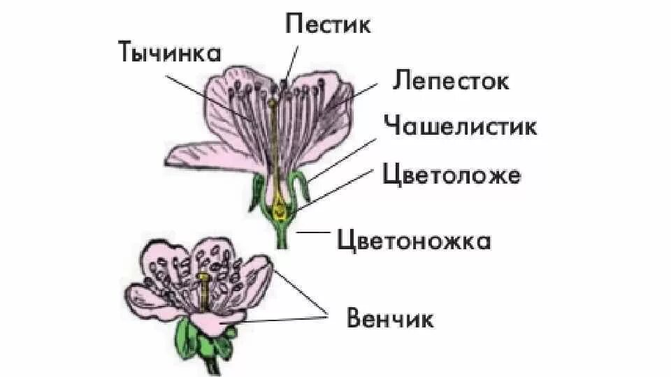 Функции строения цветка 6 класс. Цветоложе ромашки аптечной. Пестик цветка яблони. Строение цветка вишни биология 6 класс. Строение цветка яблони биология.