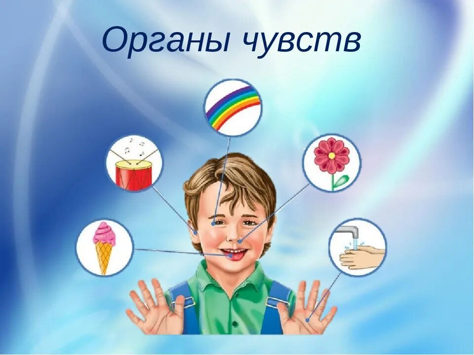 Органы чувств примеры. Органы чувств. 5 Органов чувств человека. Органы чувств картинки. Органы чувств для дошкольников.