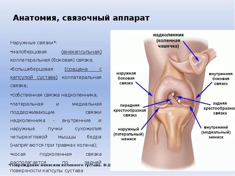 Что значит связки. Связочный аппарат коленного сустава анатомия. Капсульно-связочный аппарат коленного. Ушиб капсульно связочного аппарата. Повреждение капсульно-связочного аппарата.