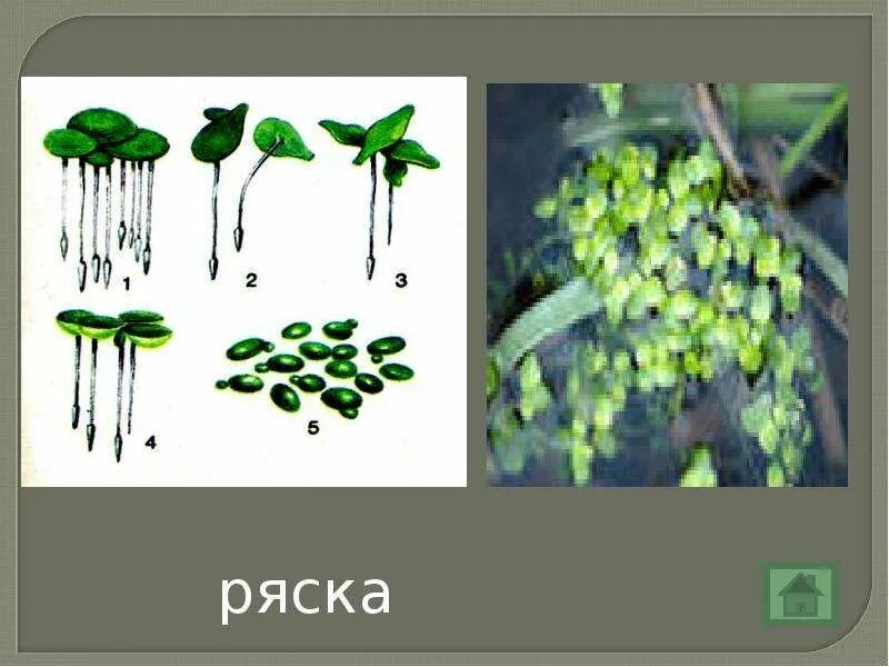 Ряска болотная. Ряска малая. Ряска (lemna). Ряска биология. Ряска малая lemna minor.