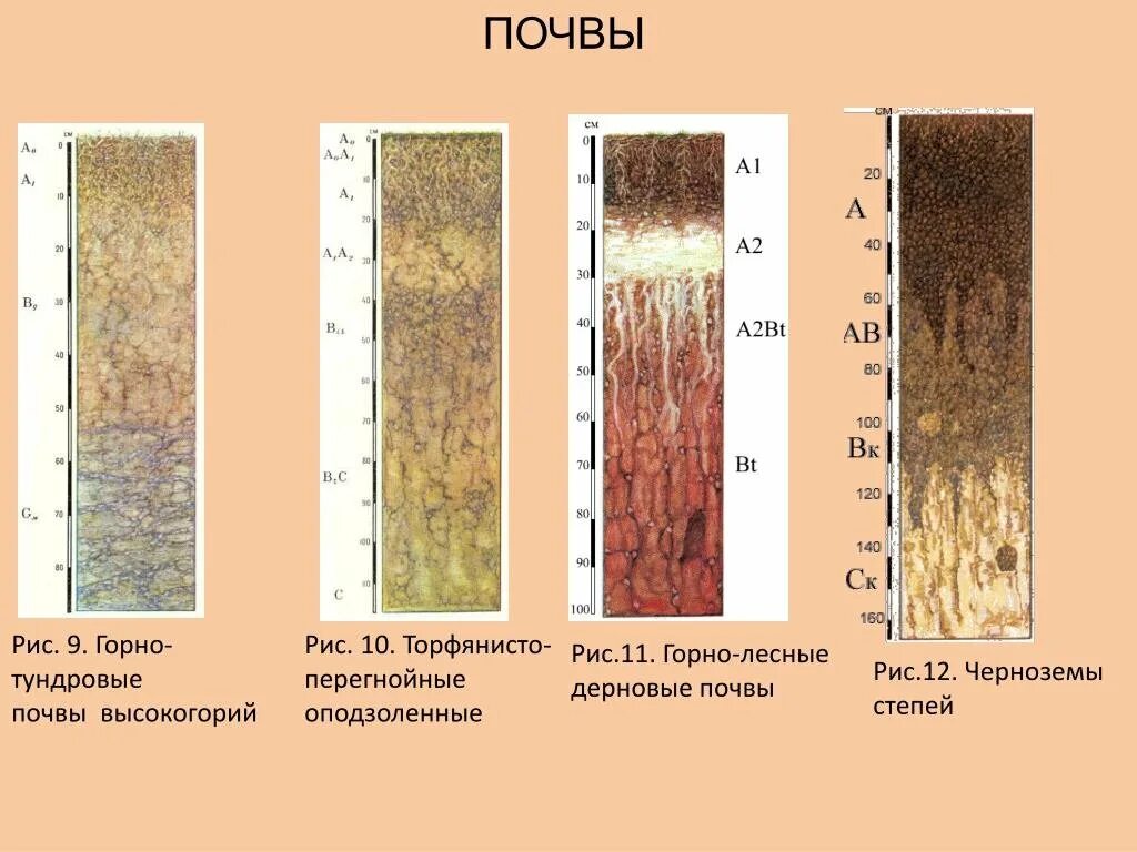 Подзолистые почвы азональные. Почвенный профиль подзолистых и дерново подзолистых почв. Почвенный профиль чернозема. Типы почв тундровые подзолистые. Дерново-перегнойные почвы.