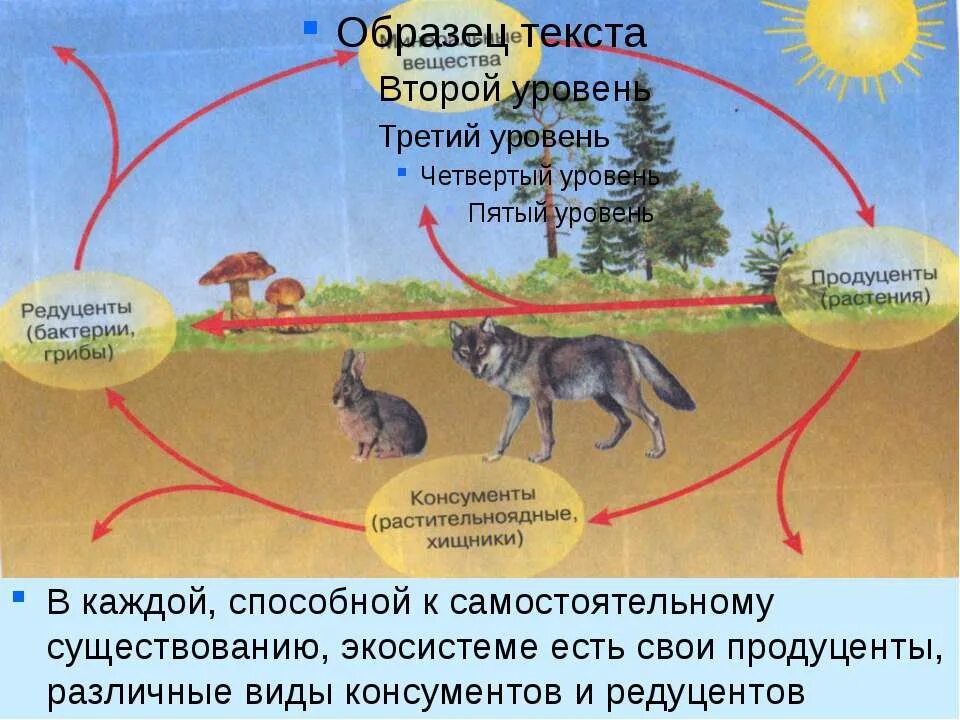 Большим видовым разнообразием отсутствием редуцентов